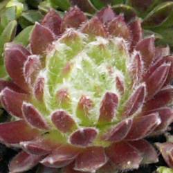 Sempervivum - Dachwurz - Hauswurz